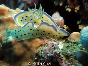 Makes for a great safety stop when you come across two of... by Keith Savill 